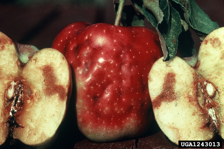 Apple maggot injury apple - bugwood Whitney Cranshaw.jpg